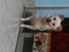 japanese spitz dog